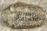 Three Colorful Phacopid (Austerops) Trilobites - Jorf Morocco #329072-2